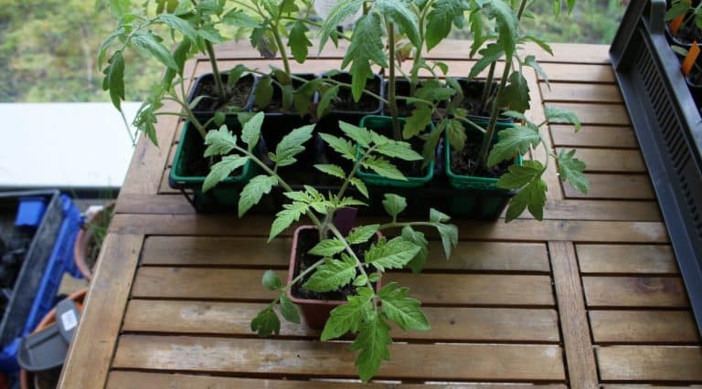Rempotage de tomates