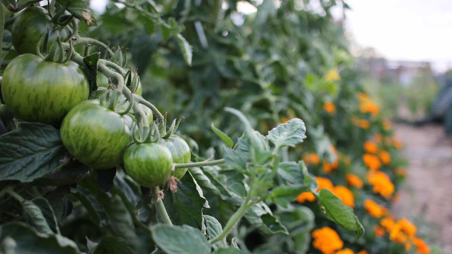 Tomates en bonne santé grâce à des pratiques préventives contre le mildiou