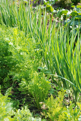Rangs de carottes associés à des poireaux au potager bio