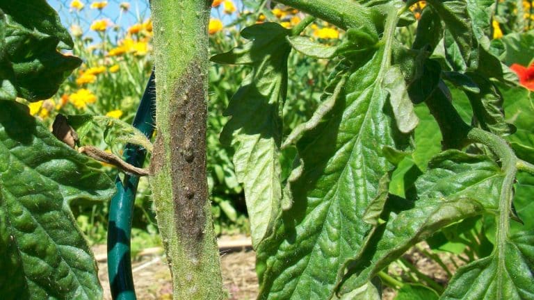 Symptômes de mildiou sur tige de tomate