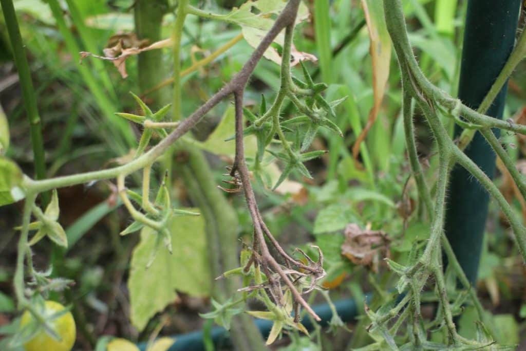 Symptômes du mildiou sur bouquet de fleurs de tomates