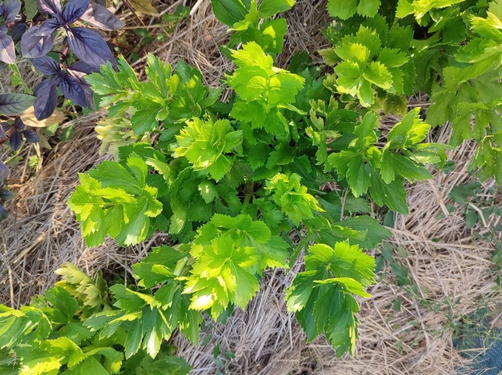 céleri branche au potager