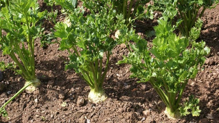Céleris-raves en culture au potager
