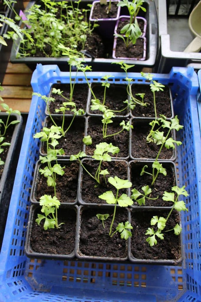 Jeunes plants de céleri repiqués en godets