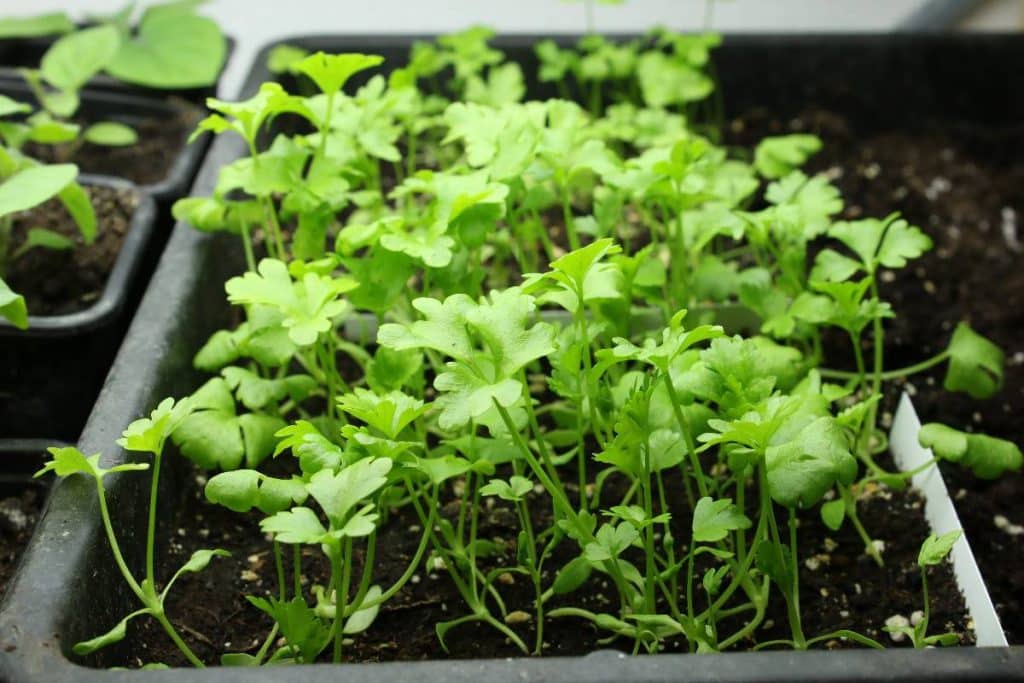 Plantules de céleri à repiquer, issues d'un semis en terrine