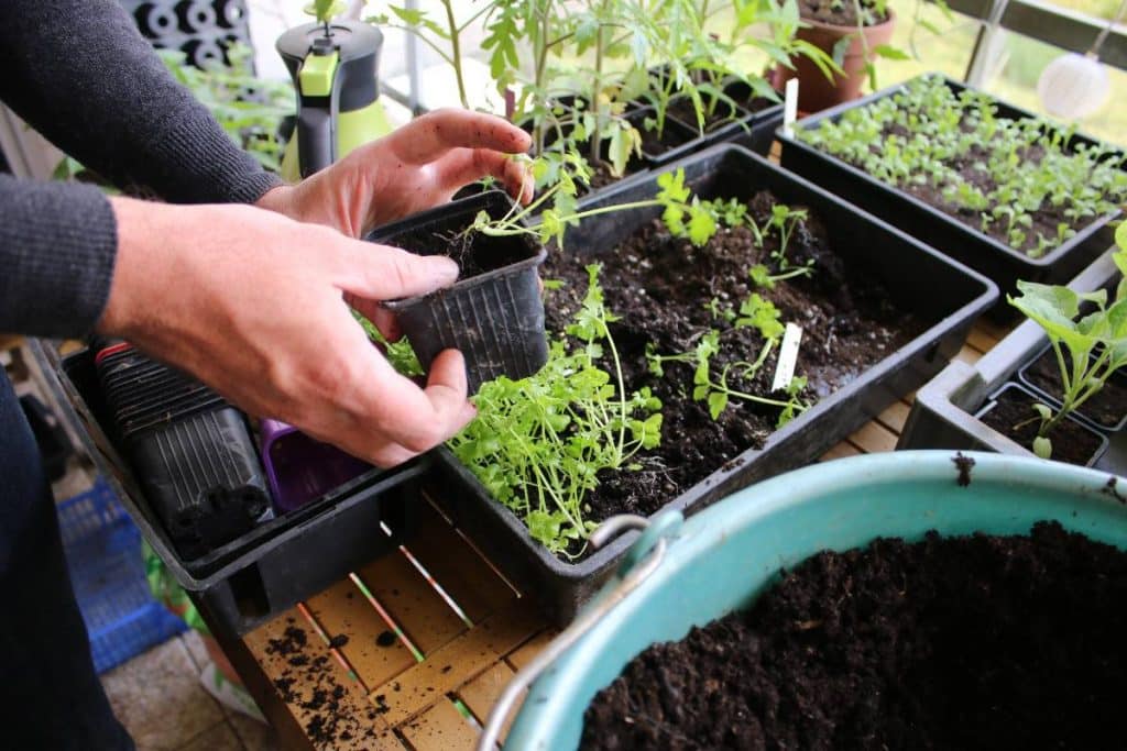 Repiquage de jeunes plants de céleri en godets