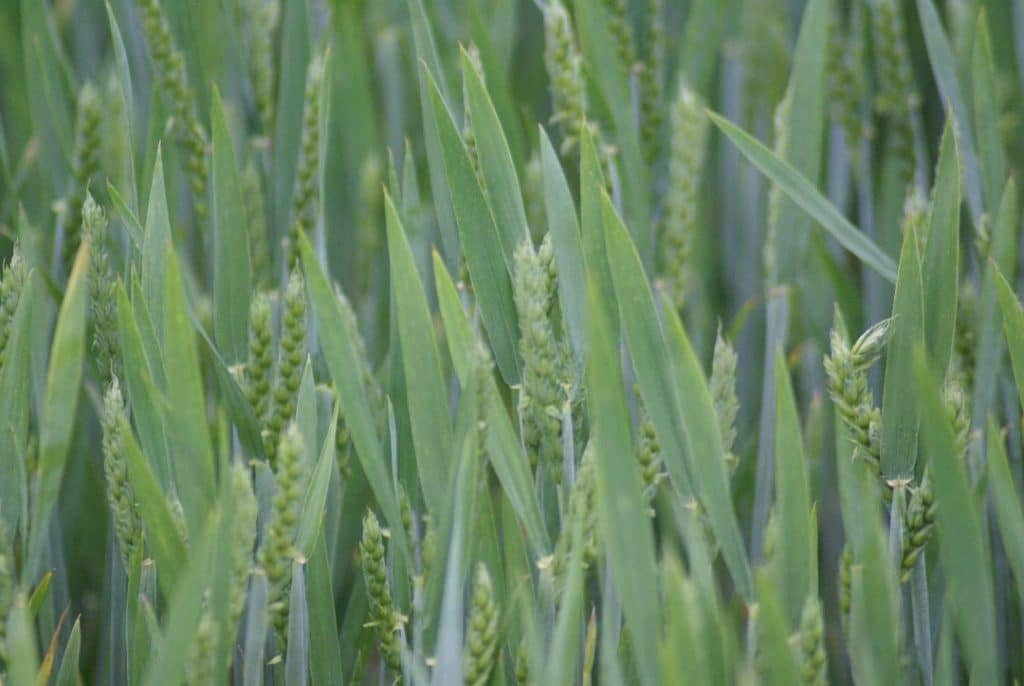 Blé tendre de printemps utilisé comme couvert végétal au potager