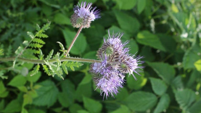 Photographie de fleur de phacélie