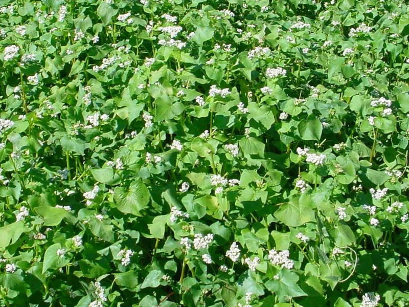 Photographie de sarrasin - blé noir