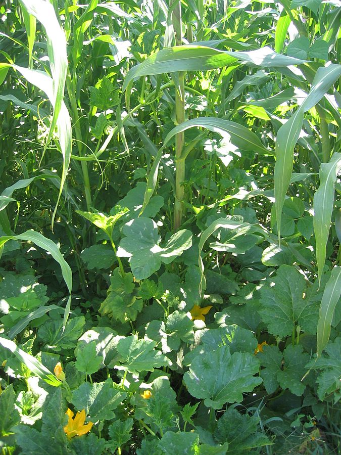 La milpa : assocation de maïs, de courges et de haricot à rame