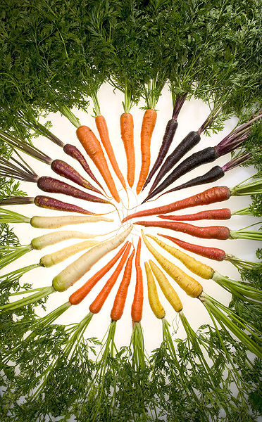 culture de la carotte