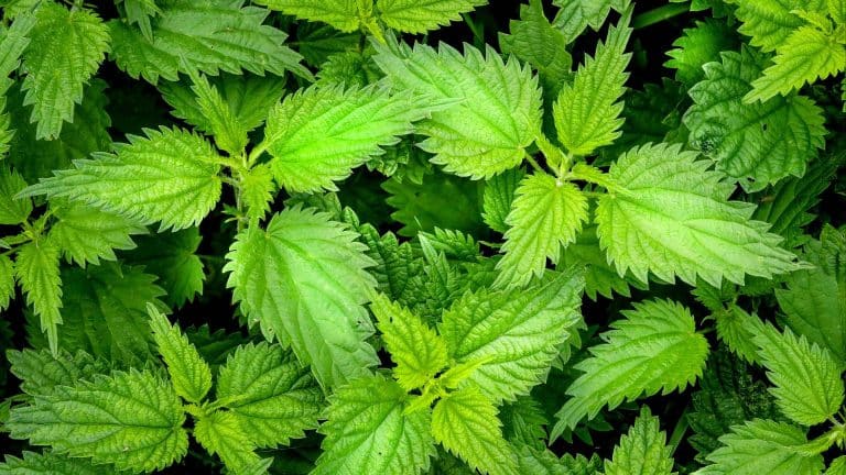 Orties fraiches prêtes à être récoltées pour fabriquer le purin d'ortie