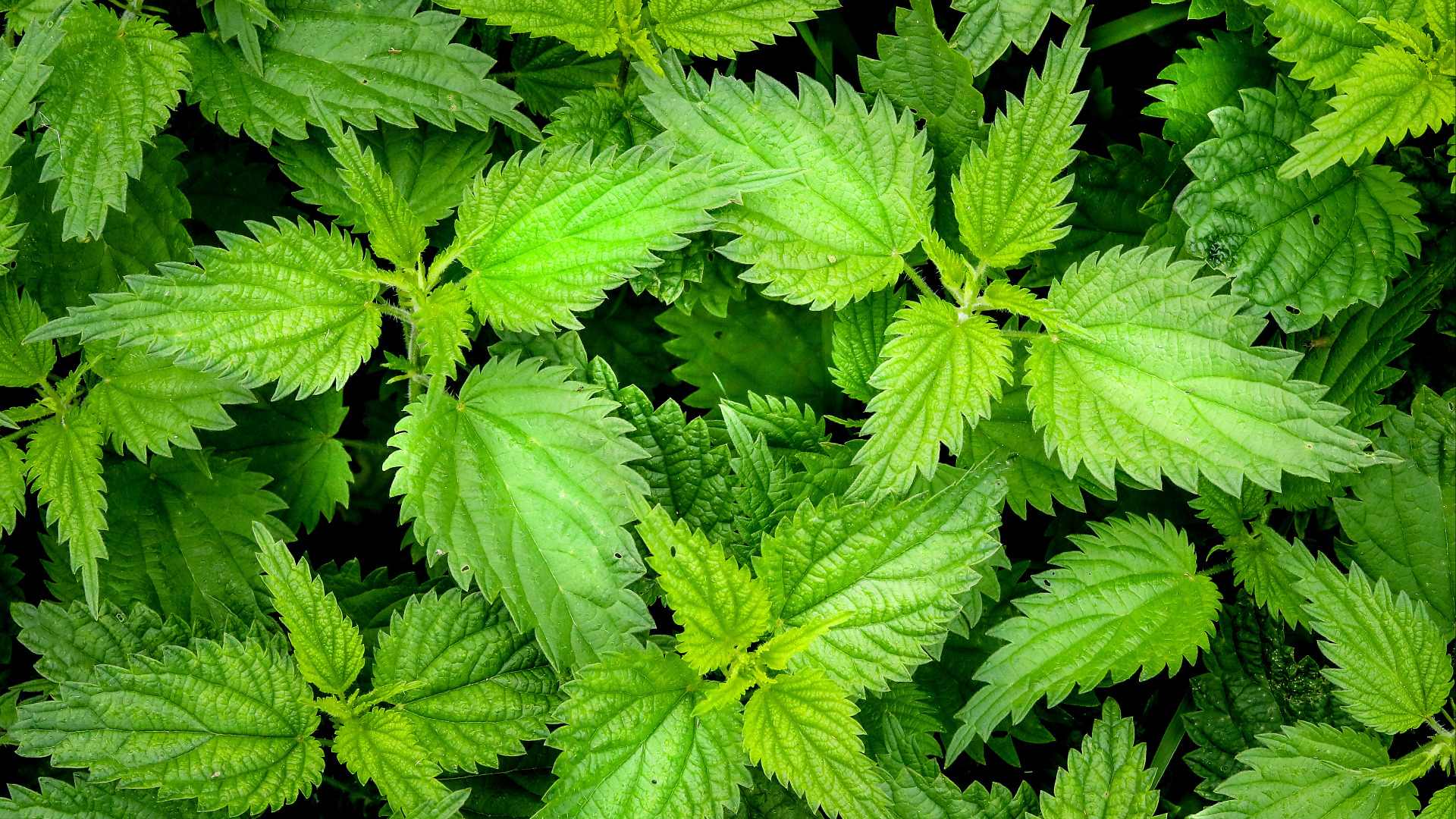 Orties fraiches prêtes à être récoltées pour fabriquer le purin d'ortie