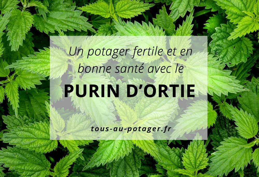 purin d'ortie au potager