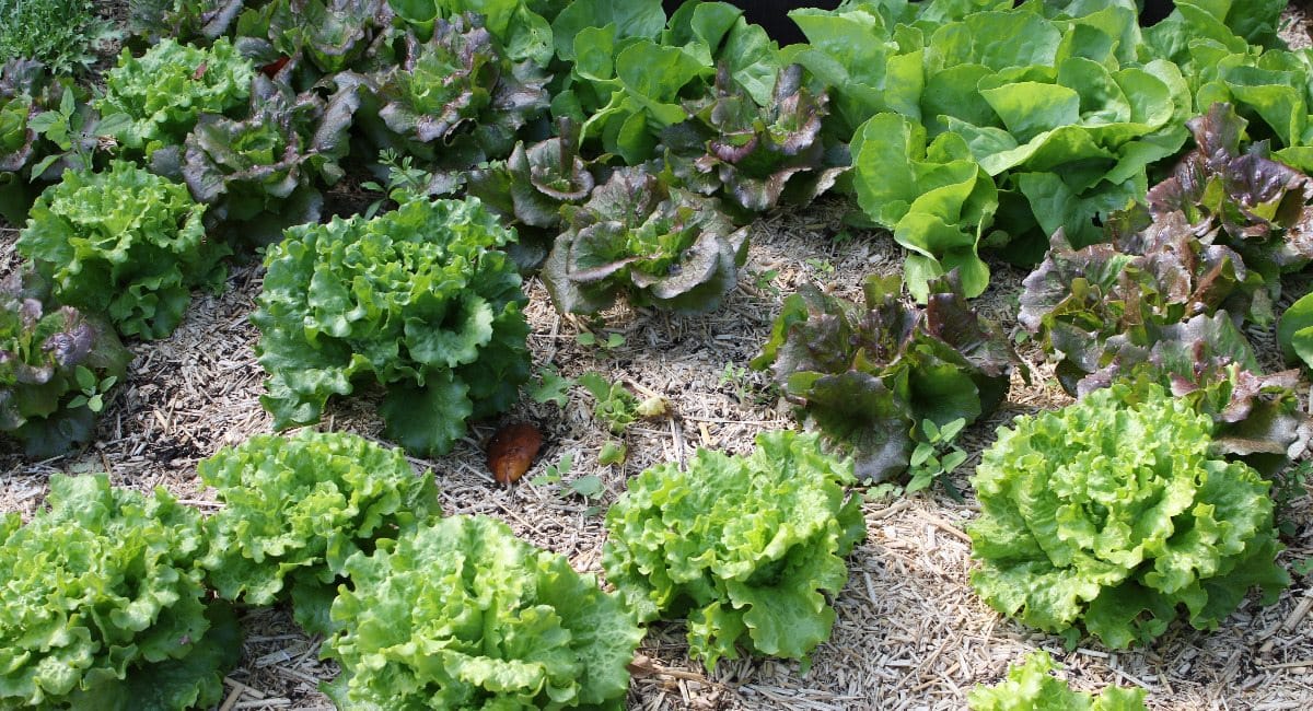 Culture des laitues au potager bio