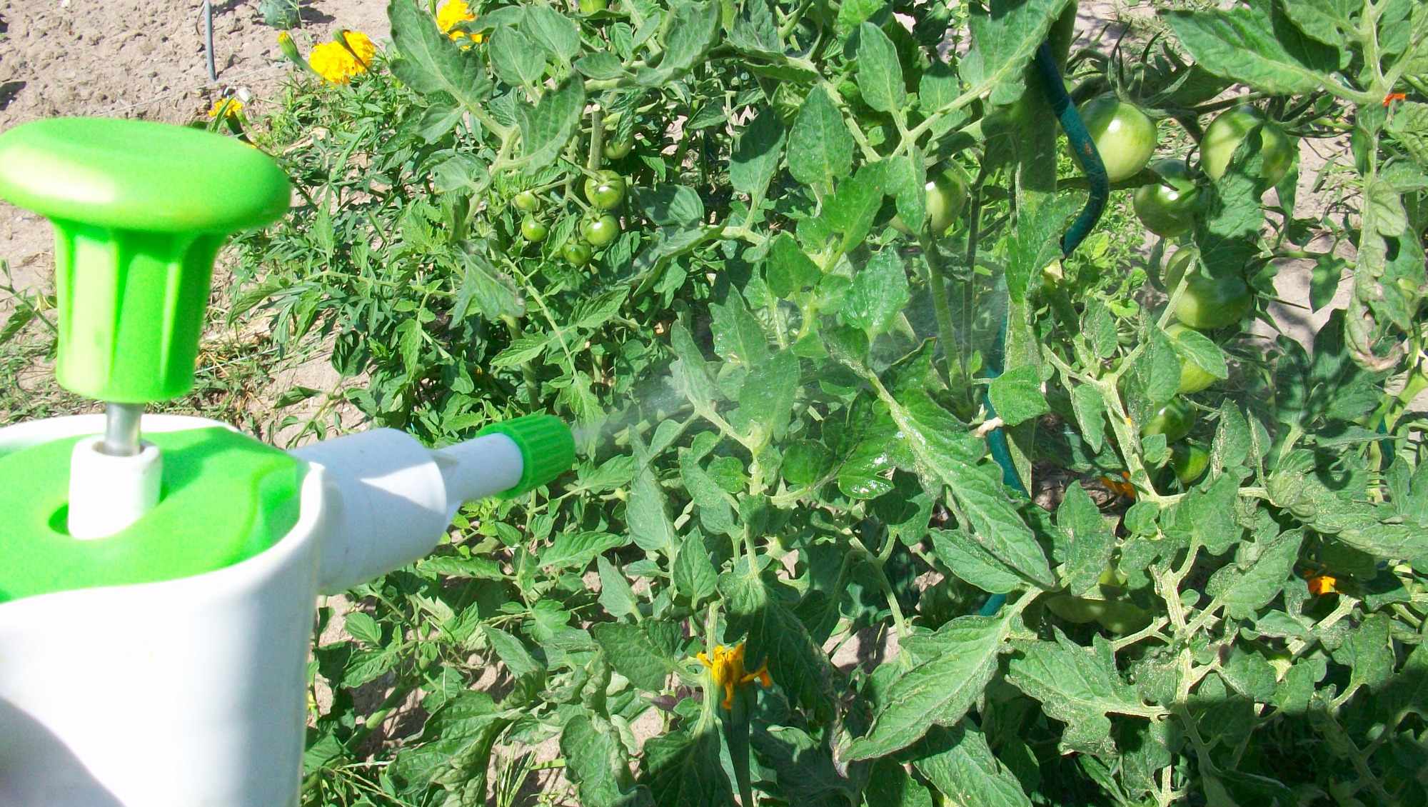 Pulvérisation de bicarbonate de soude contre le mildiou sur des plants de tomates
