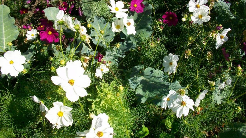 Choux brocoli et cosmos en fleurs