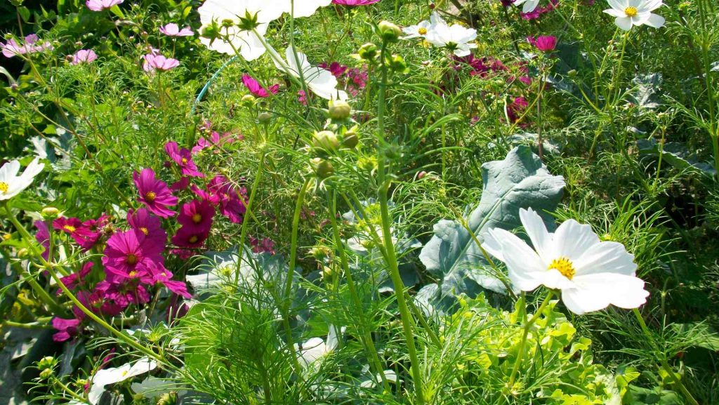 Chou entouré de cosmos en fleurs