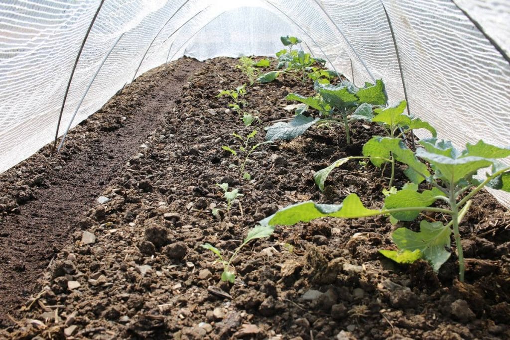 Jeunes choux protégés sous un voile anti-insectes contre les altises au potager