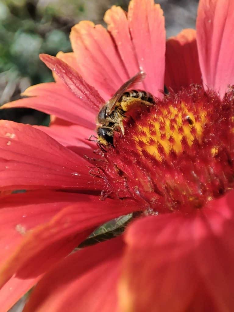 Abeille couverte de pollen sur une fleur de gaillarde au potager.