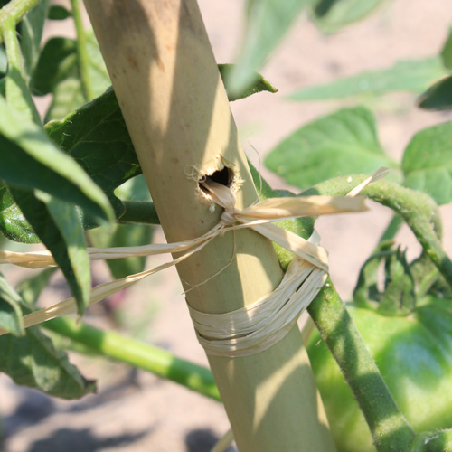Tige de bambou percée pour tuteurer les tomates