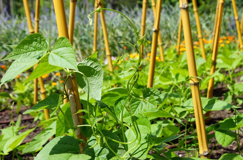 Utiliser le bambou au jardin potager