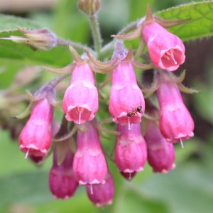 Fleurs de consoude (en cyme) - Photo de fleurs de consoude