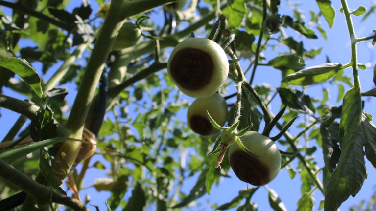 Tomates vertes atteintes de cul noir, ou nécrose apicale, avec taches brunes sèches à l’extrémité des fruits