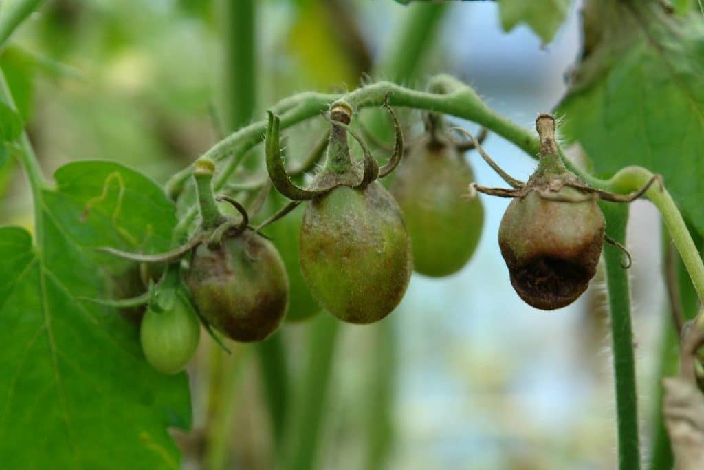 Fruits de tomate verts atteints de mildiou avec taches brun-noir irrégulières