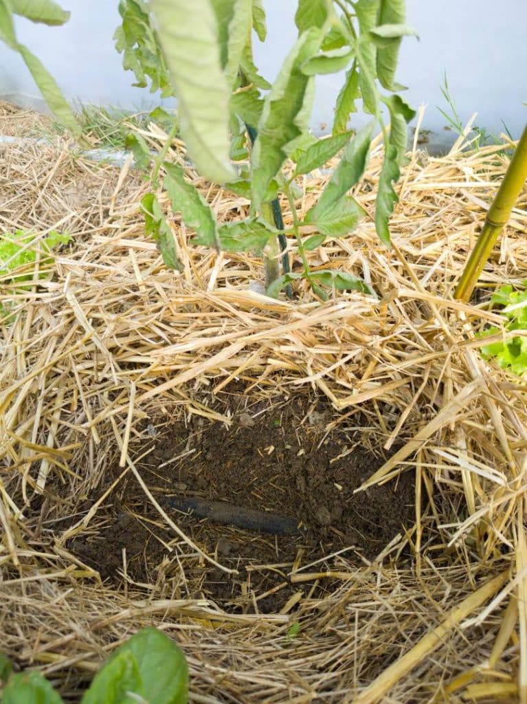 Tuyau micro-poreux installé au pied de tomates sous paillage