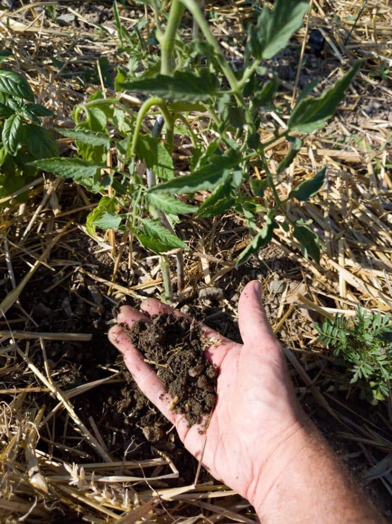 Vérification de l’humidité du sol sous le paillage au pied d’un plant de tomate