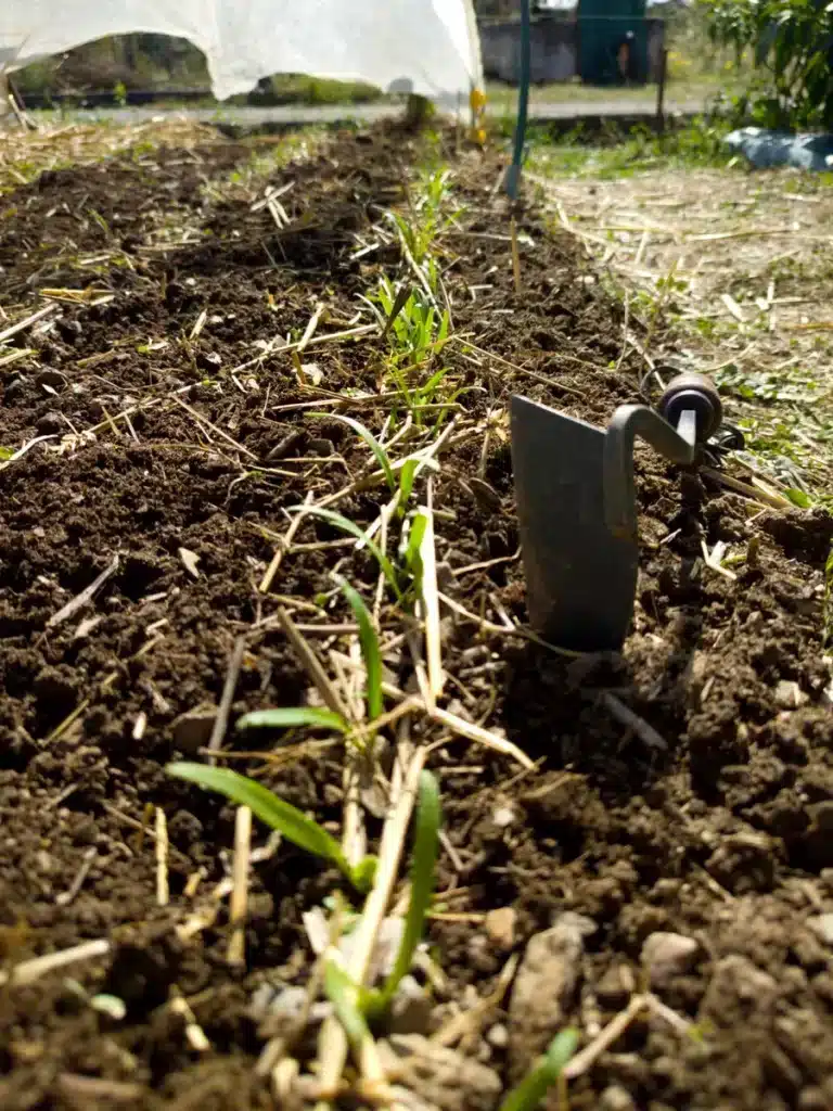 Désherbage d’un rang d’épinards au potager en septembre