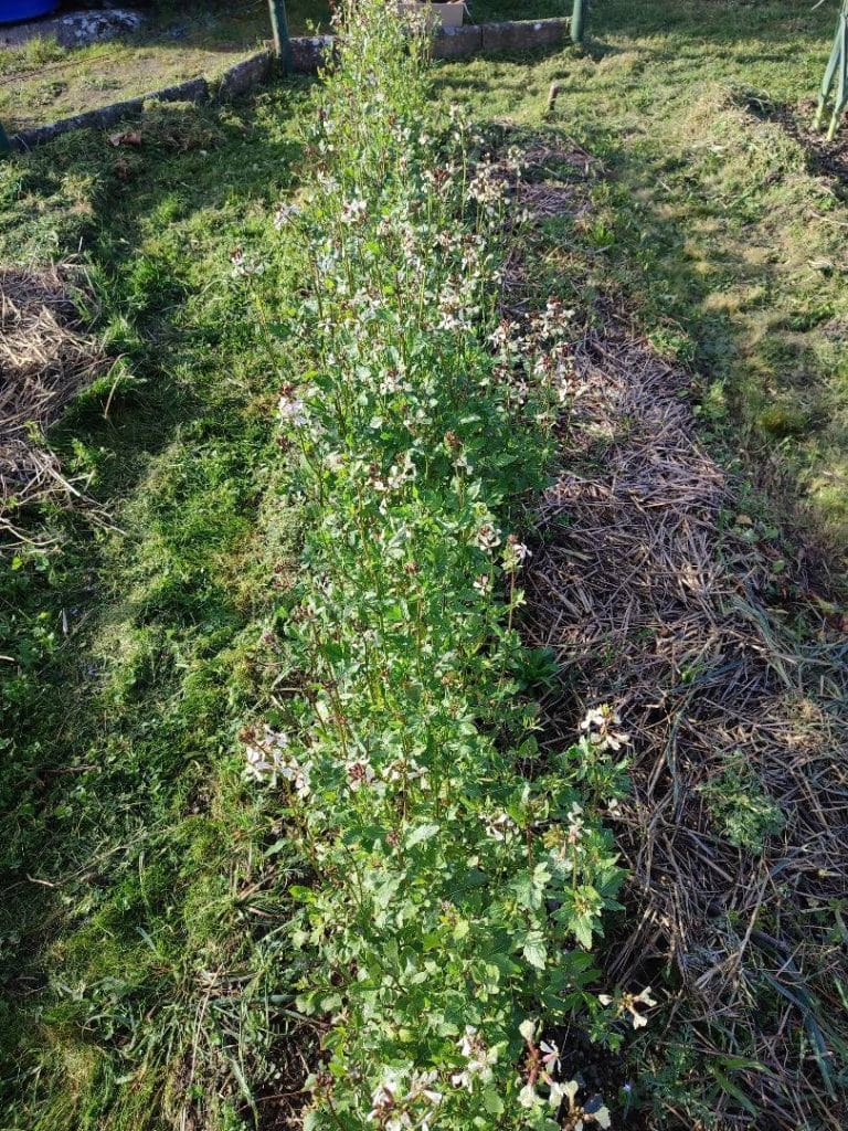 rang de roquette en fleurs pouvant servir de plante hôte aux altises