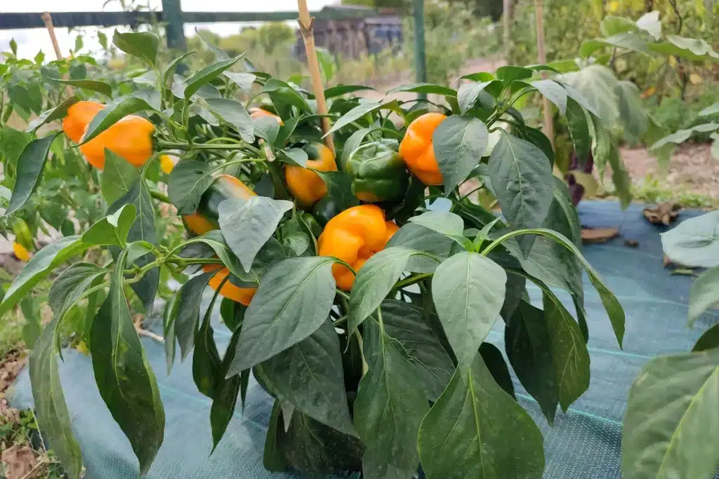 Poivron jaune, une plante très productive en septembre au potager