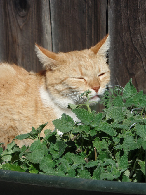 L’herbe à chat dans votre jardin potager bio
