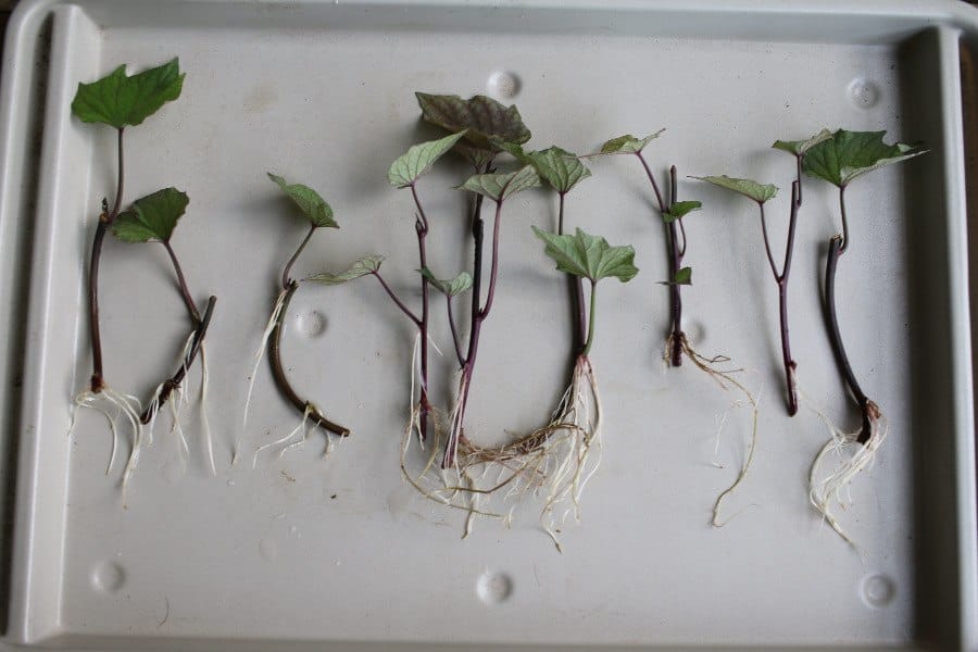 Boutures de patate douce enracinées sur un plateau