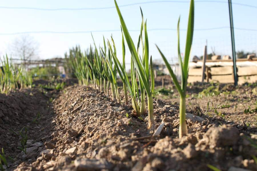 Culture d’ail sur billon au début du printemps