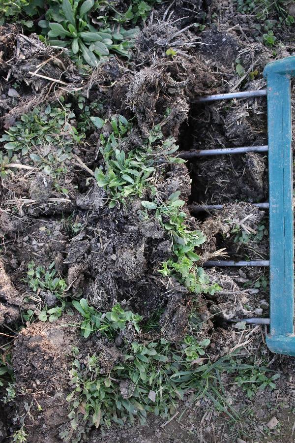 Travail superficiel d’une plate-bande à la grelinette avant les cultures de printemps
