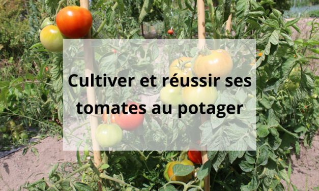 La culture des tomates au potager bio