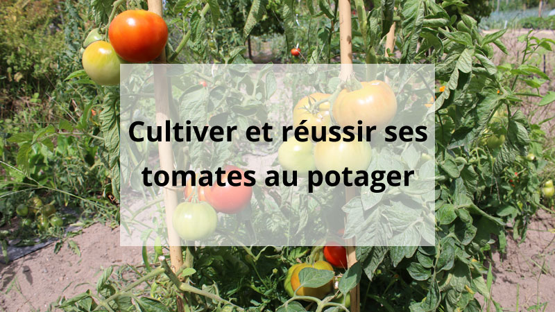La culture des tomates au potager bio