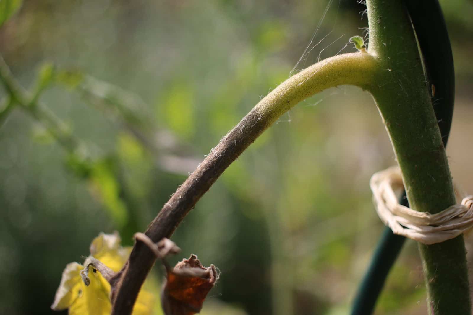 Test du bicarbonate de soude contre le mildiou sur tiges de tomate