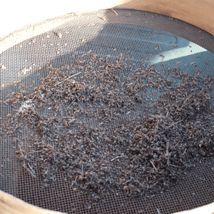 récolter les semences de basilic : second tamisage