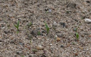 réussir les semis d'été : difficulté des croutes de battance