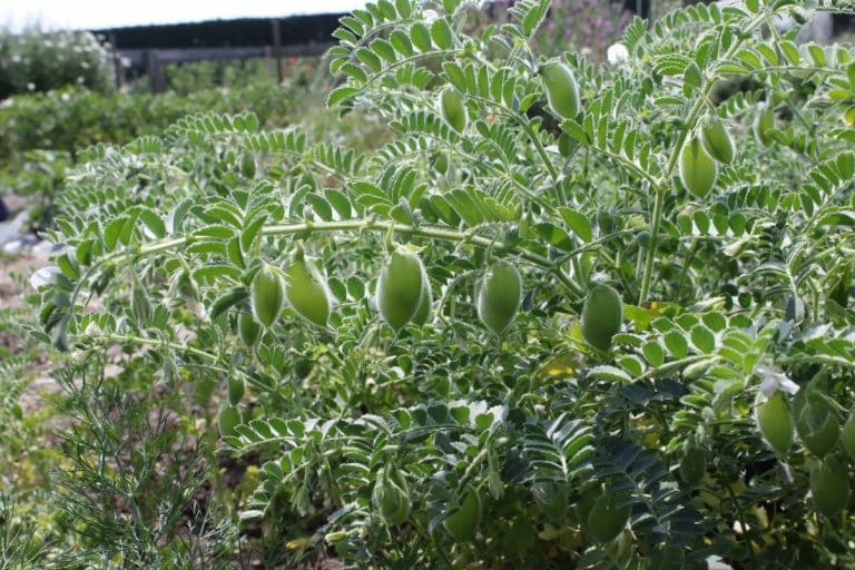 La culture du pois chiche au jardin potager bio