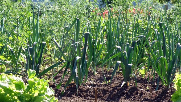 Comment obtenir de beaux et longs blancs de poireaux en 5 étapes
