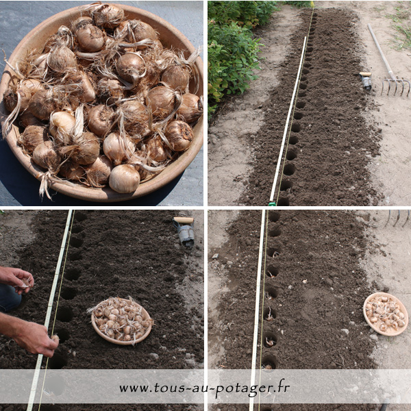 Les différentes étapes de la plantation du safran en photos