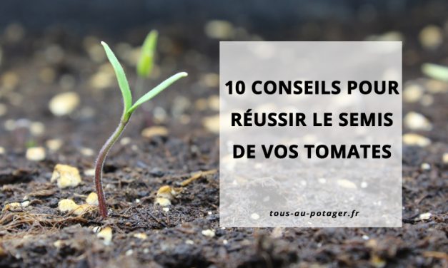 10 conseils pour réussir le semis de vos tomates et obtenir de beaux plants