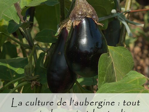 La culture de l’aubergine : semer, planter, récolter