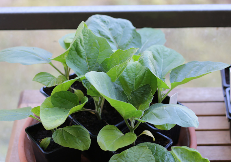 Réussir la culture de l'aubergine passe par l'obtention de beaux plants à repiquer au potager