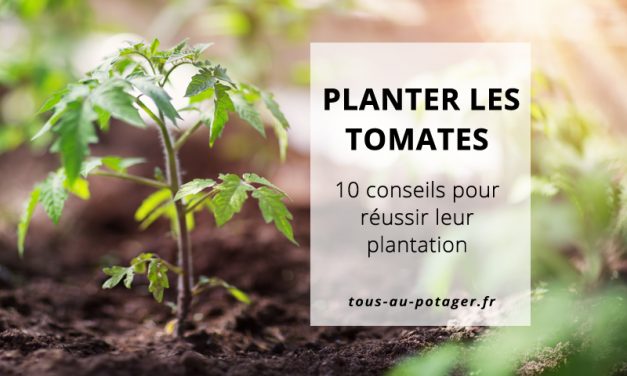 10 conseils pour bien planter ses tomates au potager